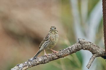 Escribano soteño hembra en el bosque (Emberiza cirlus)