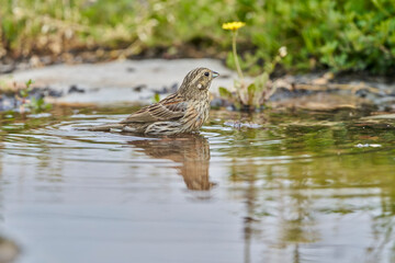 Escribano soteño hembra en el bosque (Emberiza cirlus)