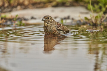 Escribano soteño hembra en el bosque (Emberiza cirlus)