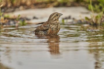 Escribano soteño hembra en el bosque (Emberiza cirlus)