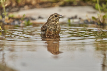 Escribano soteño hembra en el bosque (Emberiza cirlus)