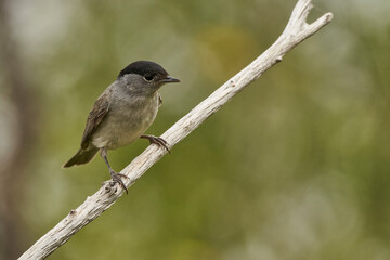 curruca capirotada macho en una rama (Sylvia atricapilla)