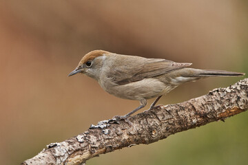 curruca capirotada hembra en una rama (Sylvia atricapilla)