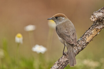curruca capirotada hembra en una rama (Sylvia atricapilla)