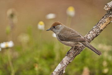 curruca capirotada hembra en una rama (Sylvia atricapilla)