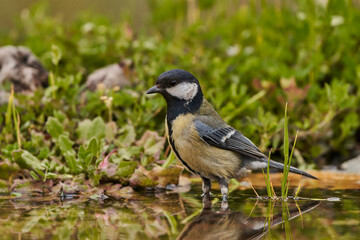 carbonero común en el  estanque (Parus major)