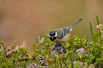 carbonero común en el  estanque (Parus major)