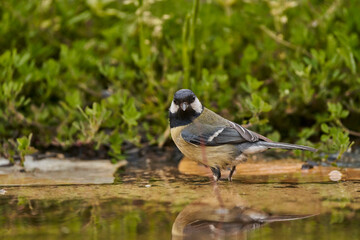 carbonero común en el  estanque (Parus major)
