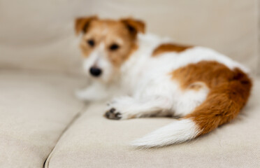 Tail of a resting lazy dog puppy. Pet care background.
