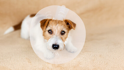 Face of a cute healthy recovering dog as wearing funnel collar. Protection after castration surgery. - obrazy, fototapety, plakaty