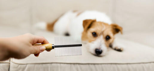 Owner's hand holding a comb, her dog waiting for combing, brushing. Pet care and grooming.