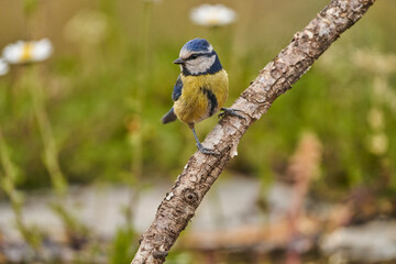 Herrerillo común en el estanque del parque (Cyanistes caeruleus)