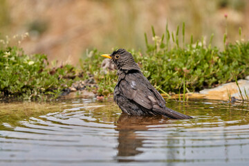 Mirlo común en el estanque (Turdus merula) 