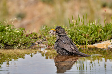 Mirlo común en el estanque (Turdus merula) 