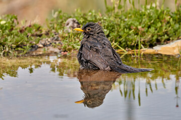 Mirlo común en el estanque (Turdus merula) 