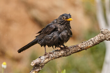 Mirlo común en el estanque (Turdus merula) 