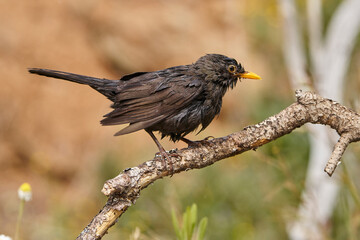Mirlo común en el estanque (Turdus merula) 