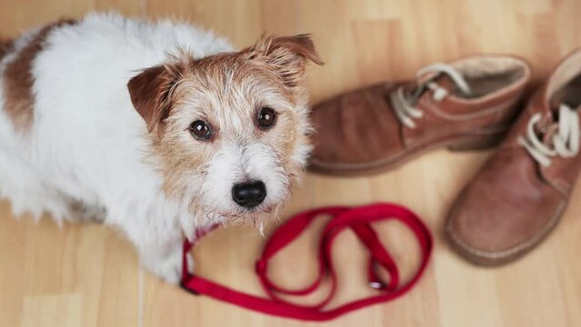 Cute happy dog puppy looking and waiting for a walk with a leash and her owner's shoes