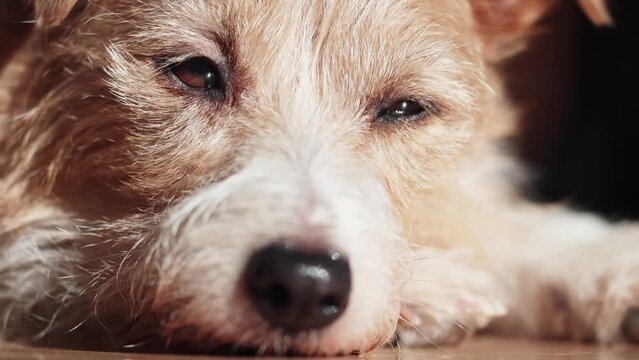 Face expression and eyes close-up of a cute relaxing lazy jack russell pet dog