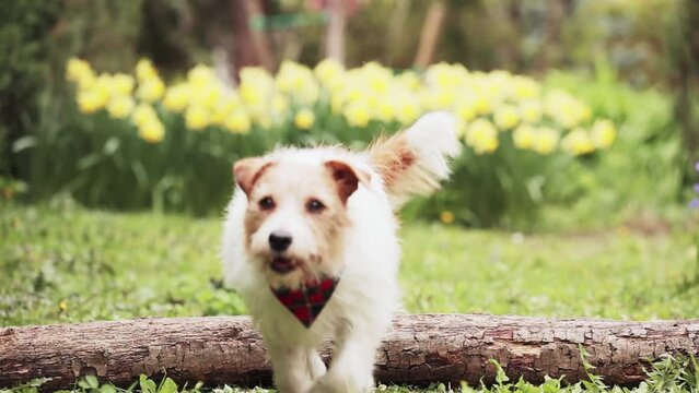 Cute happy active jack russell pet dog running and jumping in the grass. Hyperactive puppy.