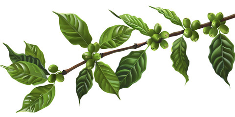 Coffee tree branch with green leaves and unripe coffee fruits or coffee cherries, isolated on transparent background