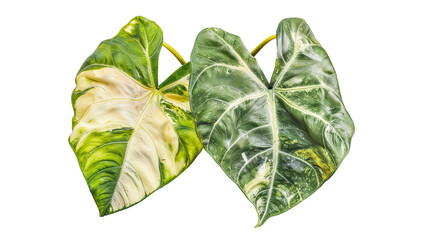 Naklejka premium Heart shaped variegated leaves of Elephant Ears or Variegated Alocasia (Alocasia macrorrhiza variegata), rare tropical foliage plant, isolated on transparent background