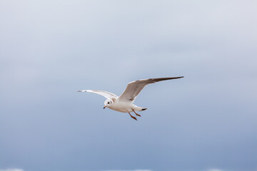 Fototapeta na wymiar Seagull in the natural environment on the Baltic Sea.