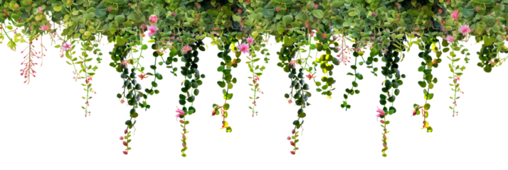 Succulent leaves hanging vines ivy bush climbing epiphytic plant with colorful flowers, isolated on transparent background