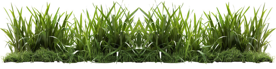 Fototapeta premium Bermuda grass border, front top view, transparent background