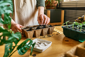 Unrecognizable woman planting germinated seeds in biodegradable peat pot filled with black soil....