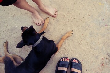 Pies de niño, pies de mujer y perro jugando en plano cenital - obrazy, fototapety, plakaty