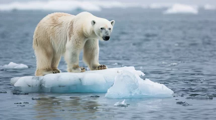 Fotobehang A lone polar bear on a small ice floe highlighting the loss of habitat due to melting polar ice. © Martin