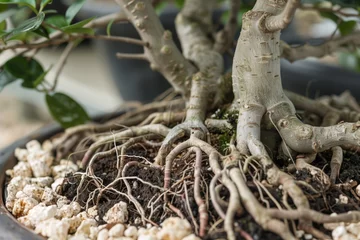 Schilderijen op glas detailed view of a bonsais roots during repotting © altitudevisual