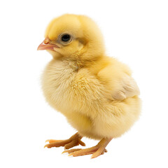 Fototapeta premium Cute little chicken isolated on transparent background, cut out, png