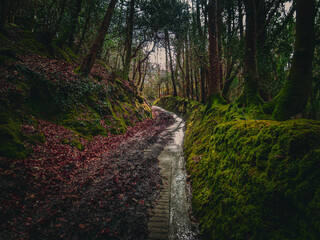 Trail in a Cornish Woodland 