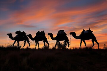 camels carrying supplies, silhouetted against sunset