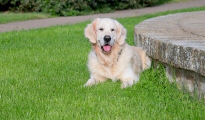 White Golden Retriever in Italy