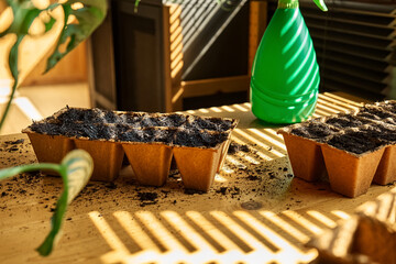 Biodegradable peat tray filled with black soil on the table in a spring day. Seasonal  planting and...