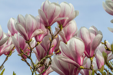 pink magnolia flowers