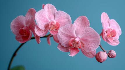   A tight shot of a pink blossom atop a green stem against a backdrop of blue