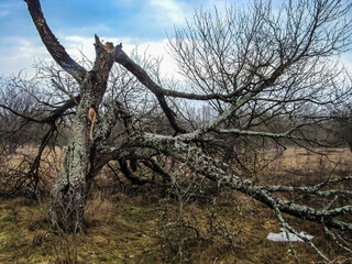 
Old rotten tree in early spring. - obrazy, fototapety, plakaty