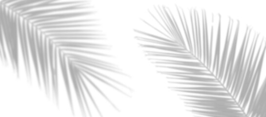 palm leaves leaf shadow on white background - obrazy, fototapety, plakaty