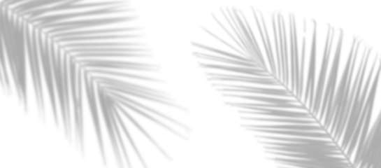 Foto op Plexiglas palm leaves leaf shadow on white background © Amona HD