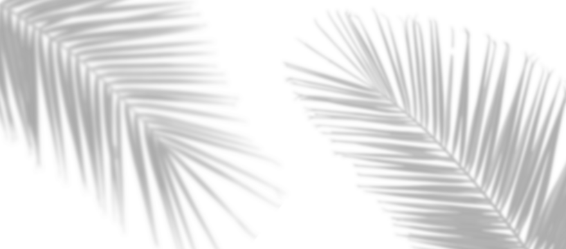 palm leaves leaf shadow on white background