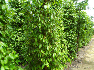 Pepper plantations that have started to bear fruit