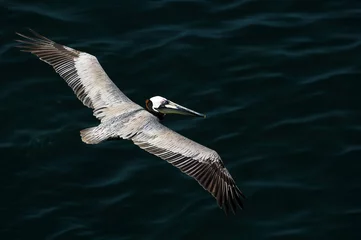 Fotobehang Brown Pelican (Pelecanus occidentalis carolinensis) Las Perlas island,  Panamá, Central America - stock photo © Amaiquez