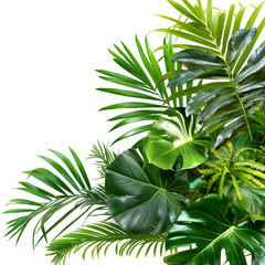 group of foliage plant on isolated white background, tropical green leaves for home decore
