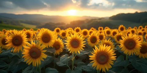Rolgordijnen field of sunflowers at sunset © MamDesign