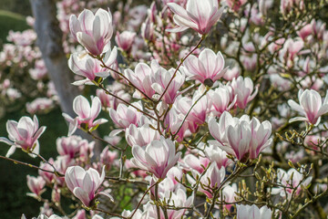 pink magnolia flowers