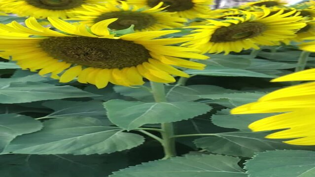 Sunflowers bloom bright in garden and field, amidst yellow petals and green leaves, under sunny skies of summer